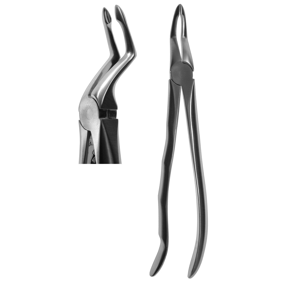 Forceps, #51P Root (Profile Handle)  [Z-8026P]