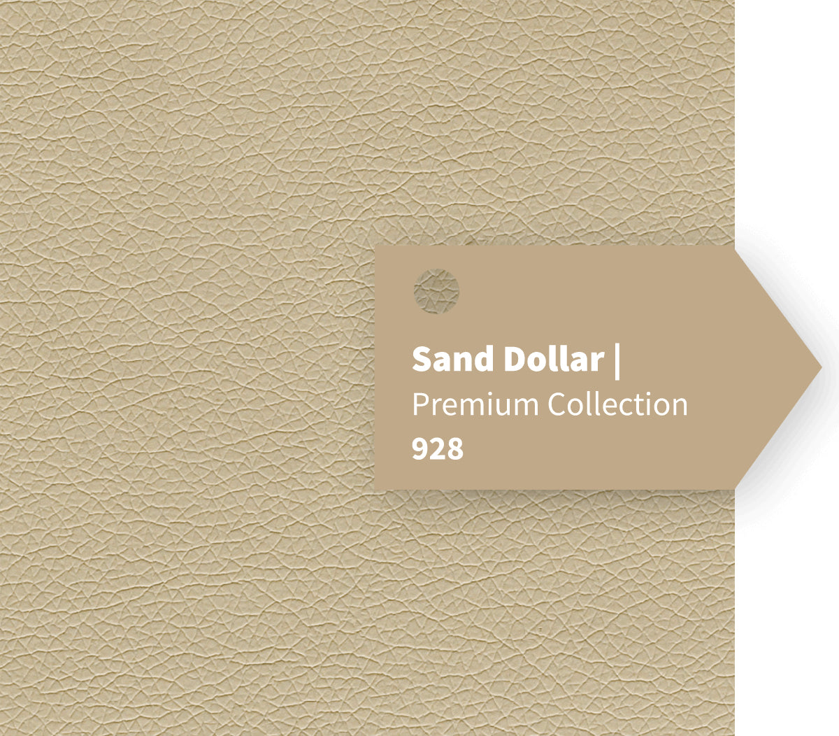 Sand Dollar